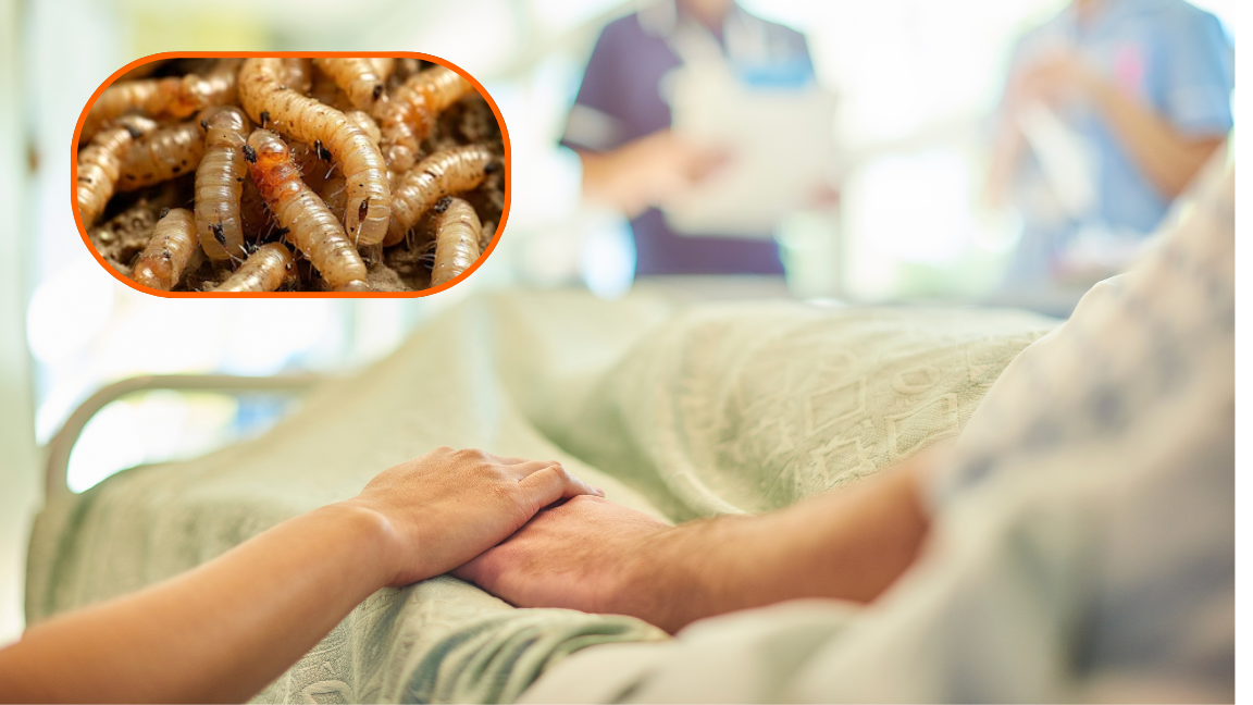 Fallecen tres adultos mayores que tuvieron gusano barrenador