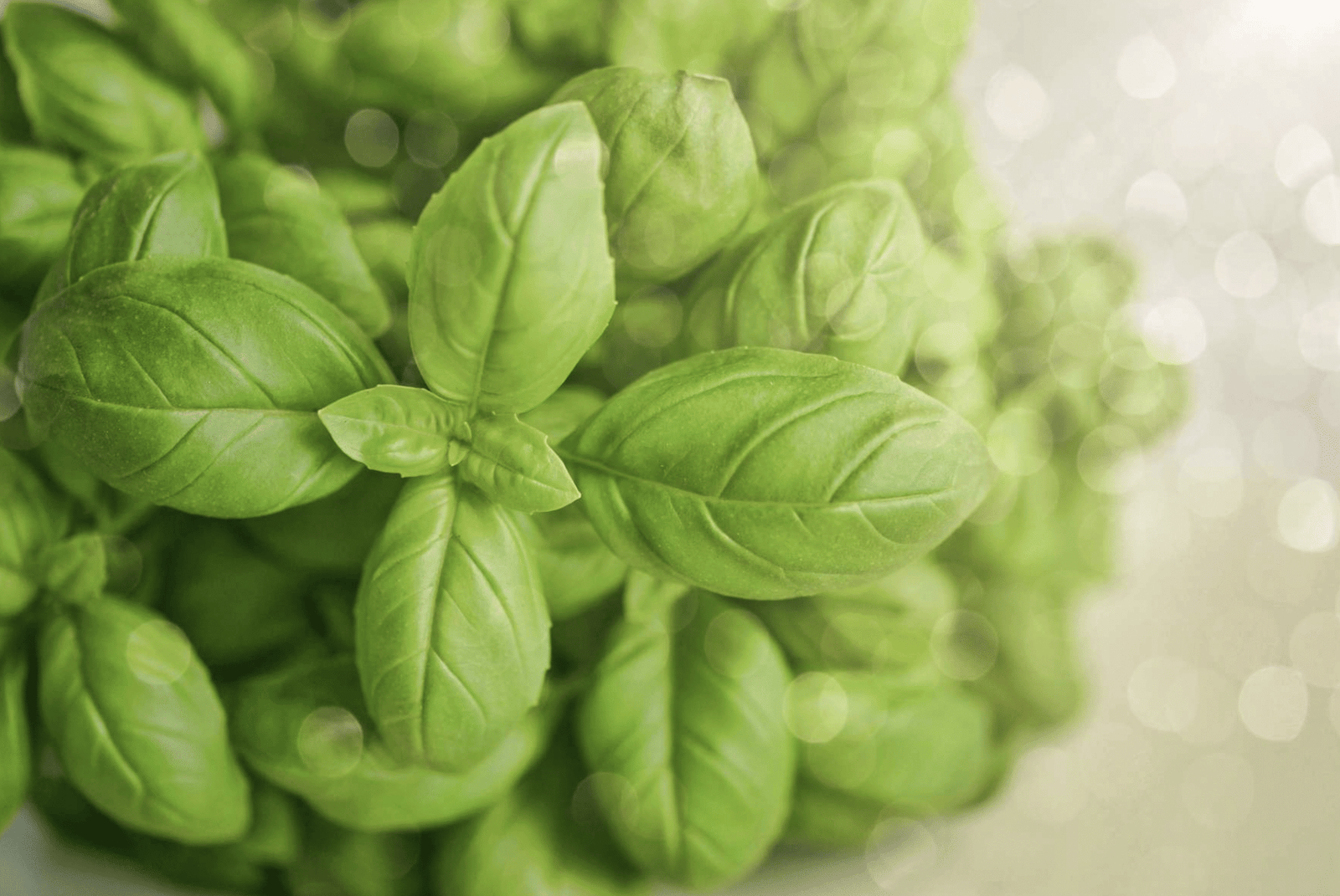 Albahaca fresca: secretos y una receta sorprendente