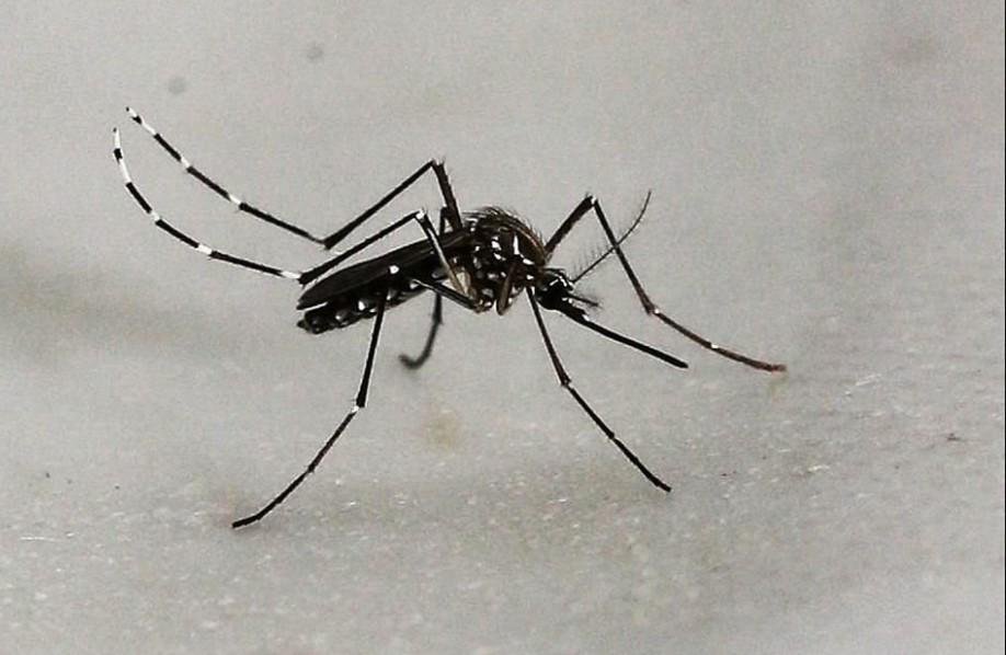 Saltillo: confirman dos casos de dengue en ejido Cuautla