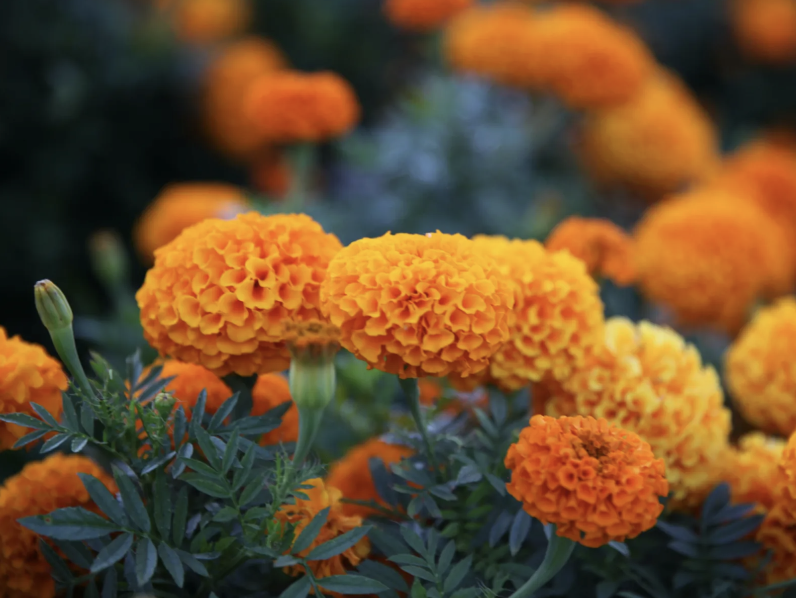 Flor de Cempasúchil y mandarina: la combinación perfecta para una mermelada llena de alma