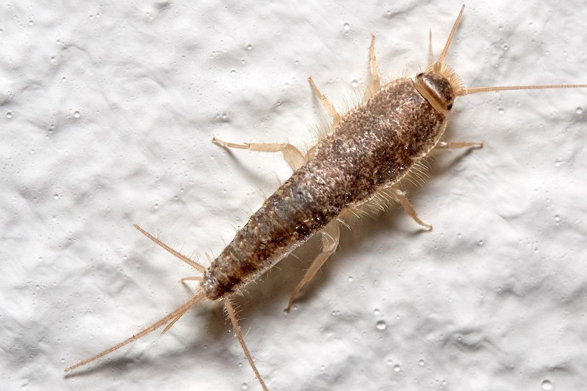 ¿Has visto a este insecto en tu casa? ¡Cuidado!... te contamos por qué es tan peligroso el pececillo de plata